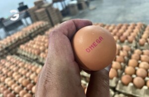 egg coder untuk telur food grade