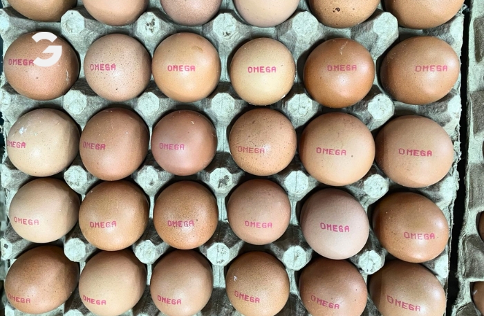 egg coder untuk telur food grade aplikasi