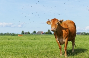 sapi di rumput