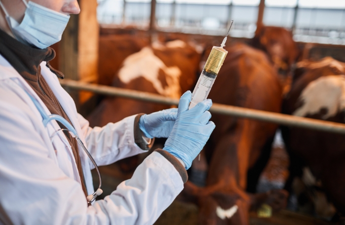 sapi virus pmk vaksin
