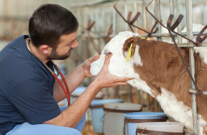 sapi virus pmk